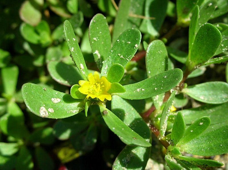 Portulaca oleracea / Portulaca, Porcellana